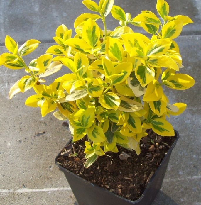 Shamshod belayin gold beeline manzara landishaft