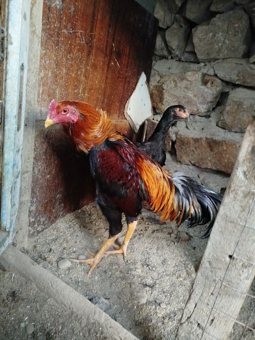 Саман хуроз сотилади.