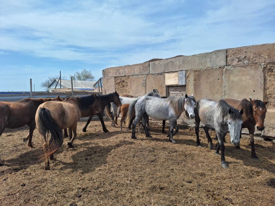 Жылкылар и Лошади сатылады