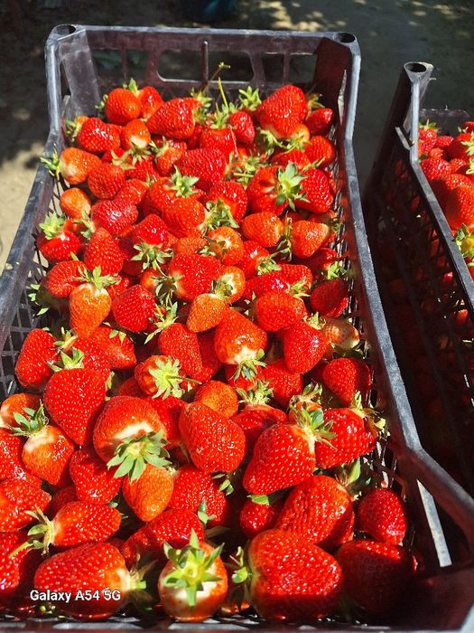 Stoloni căpșuni soi timpuriu  Clery