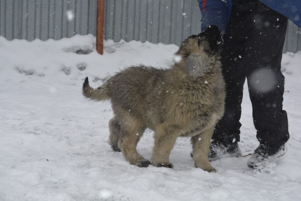 щенки кавказской овчарки
