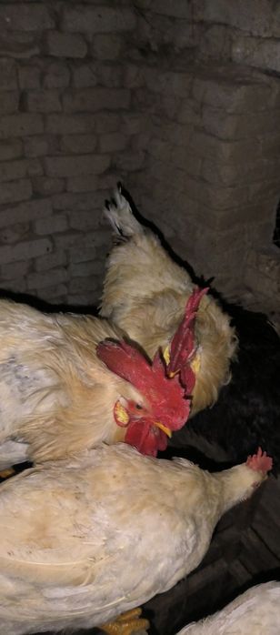 Питухи, в наличии 8 штук