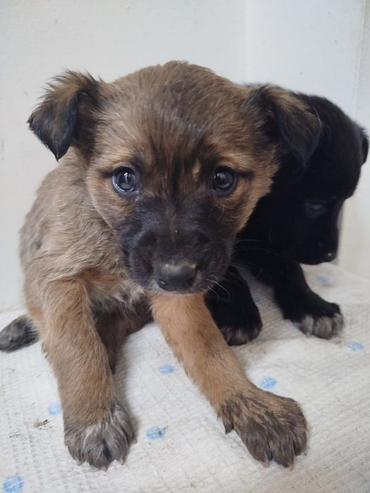 ДвоРяНины щенки  привиты