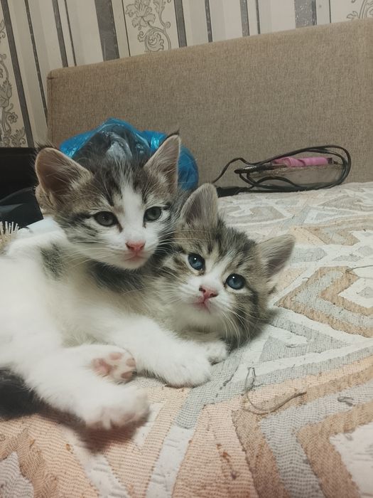 Отдам даром котят