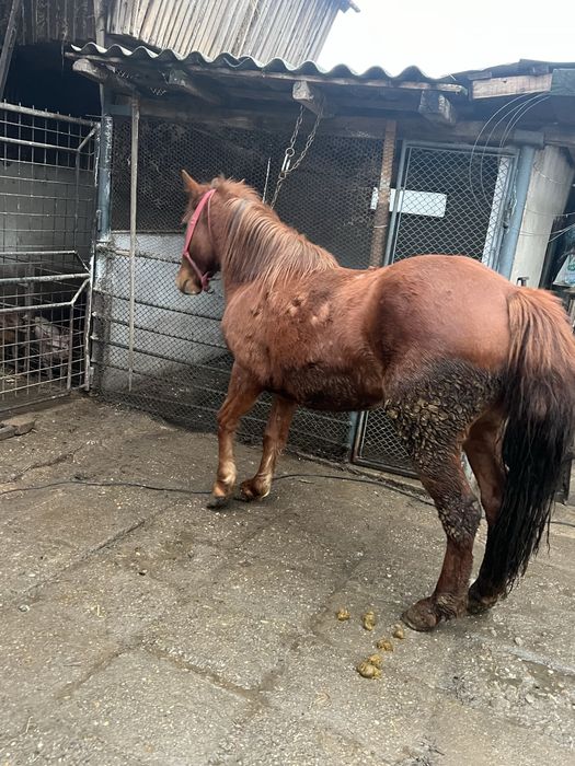 Vand 2 carlane frumoase