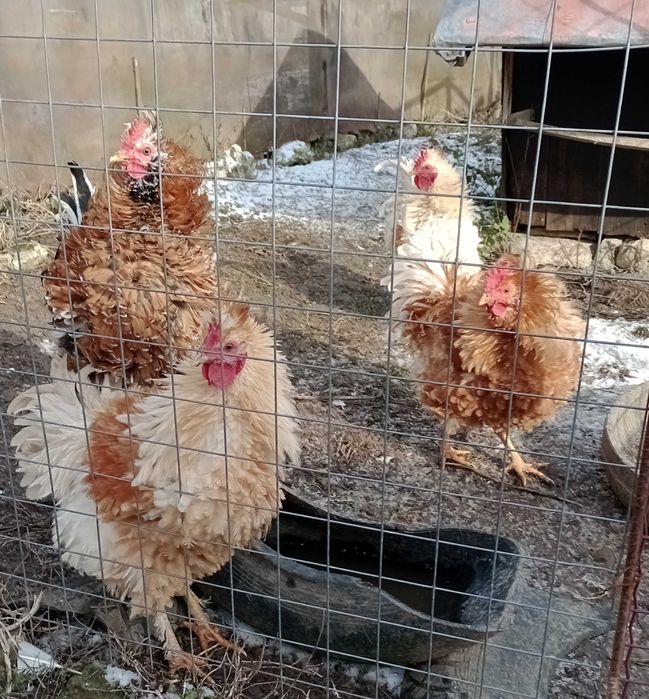 vand cocosi de rasa frezat