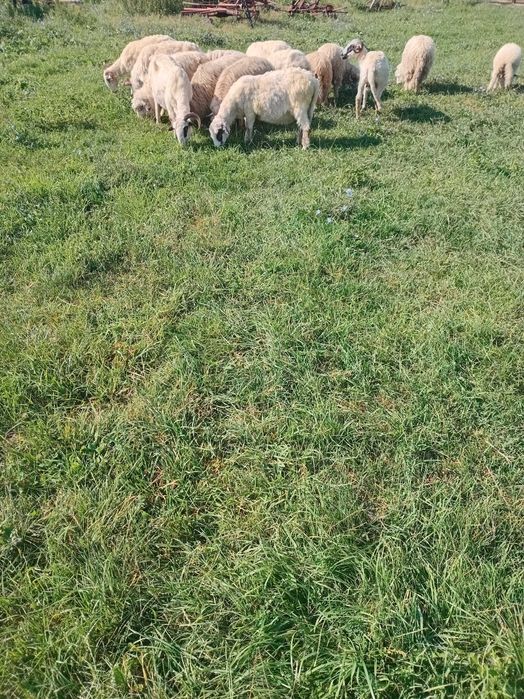 Oi cu miei de ținut