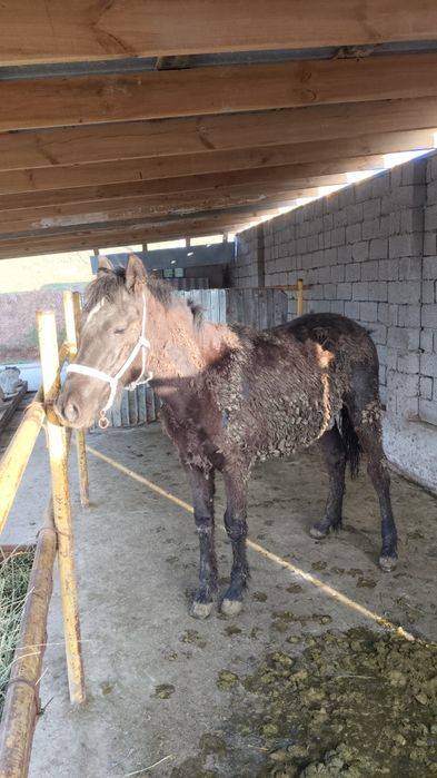 Лошадь Тай 1 жас