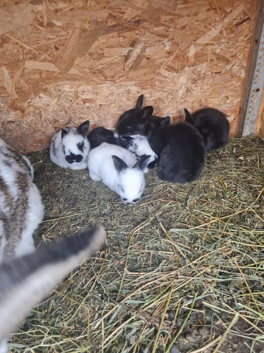 Vând iepuri fluture german