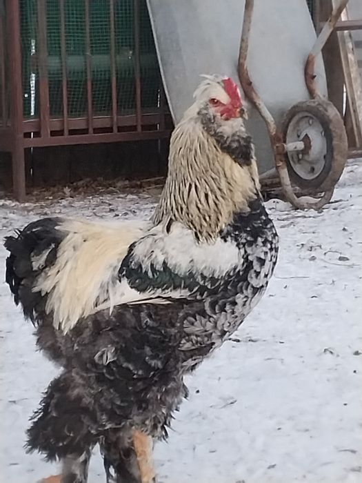 Петушки молодые с хохлами бородами лохмоногие