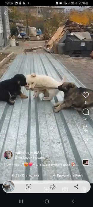 Дарю щенят!        .