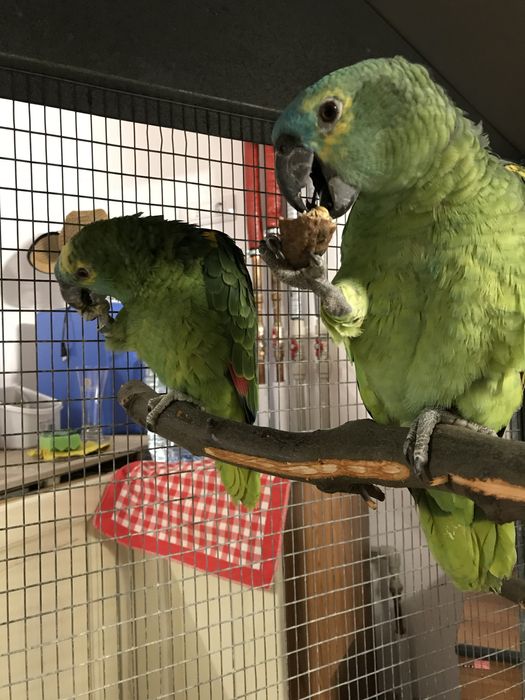 Pereche amazoni frunte albastra