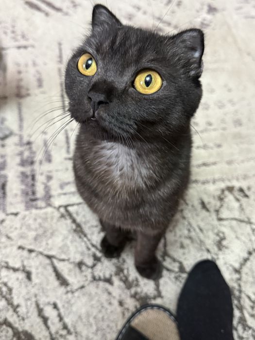 Отдам в хорошие руки годовалую кошку, пародистая