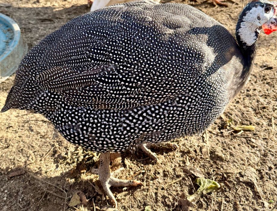 Schimb următoarele păsări cu găini tinere  de țară