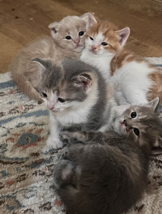 Отдам котят в добрые руки