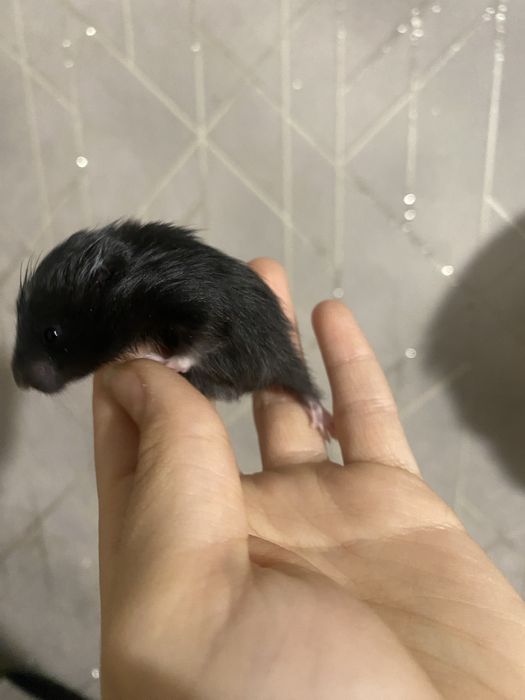 Сирийские хомяки