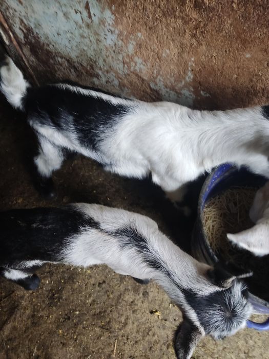 Продам козлят альпийской породы