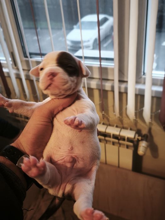 Питбулчета бебета