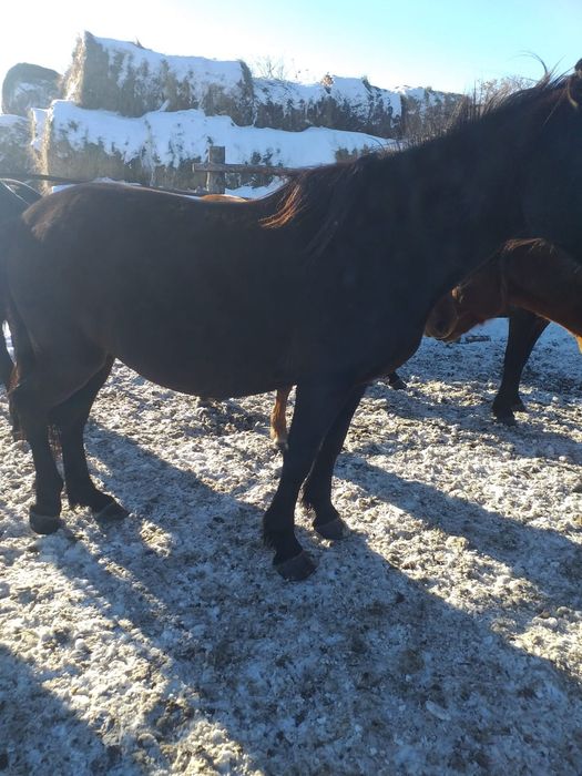 Продам жеребых лошадей 600 тыс.тг.