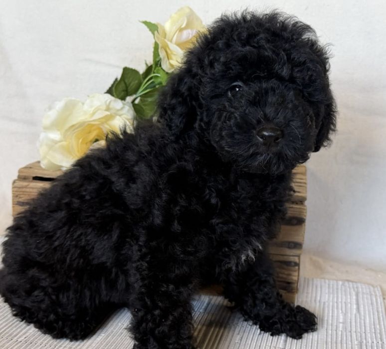 Мини пудел той пудел момиче