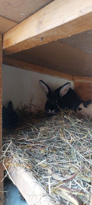 Vând iepuri cu prețul de 40 lei pe bucată