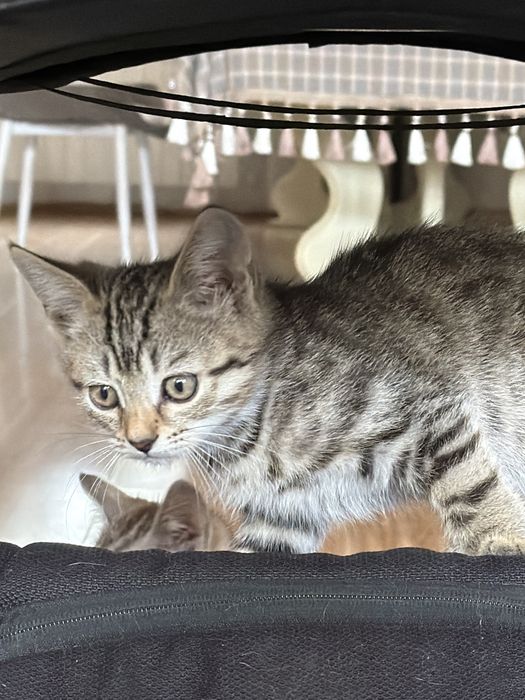 Отдам котят в хорошие руки