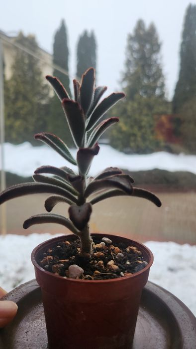 Каланхоэ войлочное