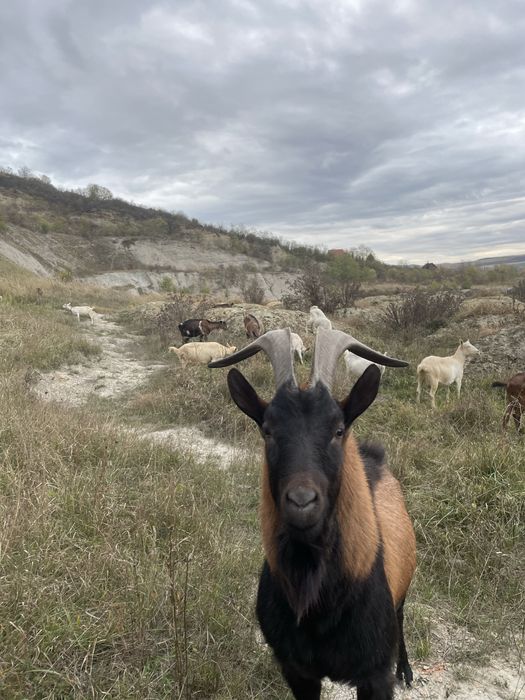 Tap alpin francez 1,5 ani