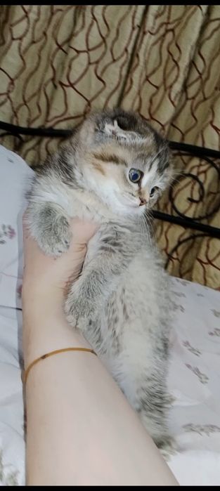 Сладусечка девочка Скоттиш Фолд тикированное золото Шиншила