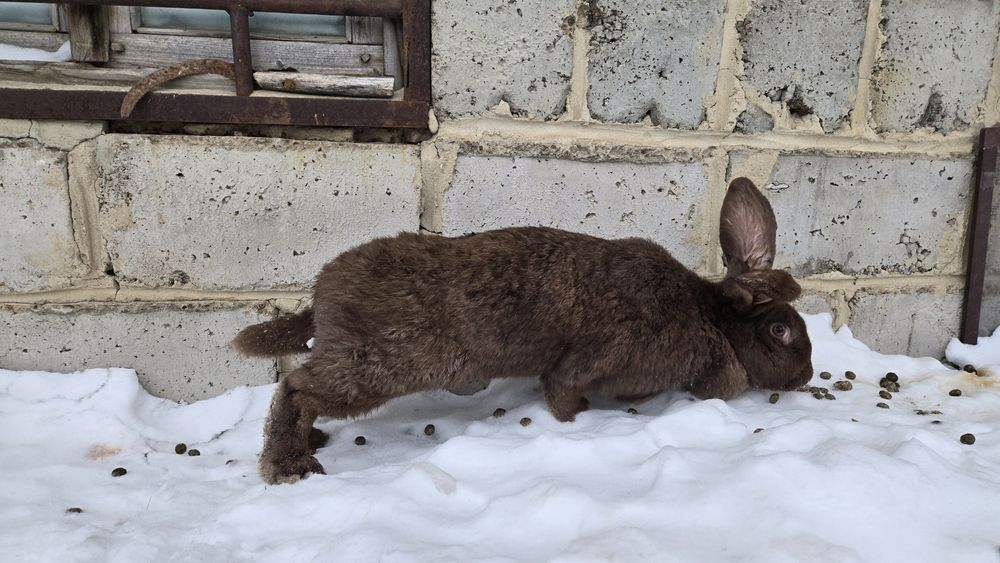 Кролик Крольчиха 5кг