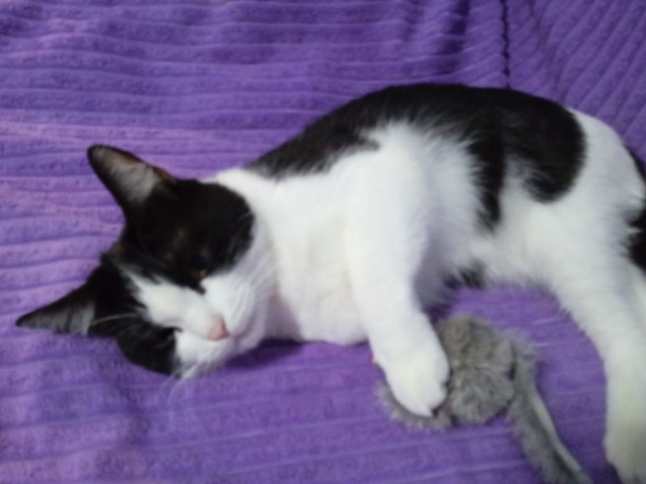 Отдам в добрые руки кота!