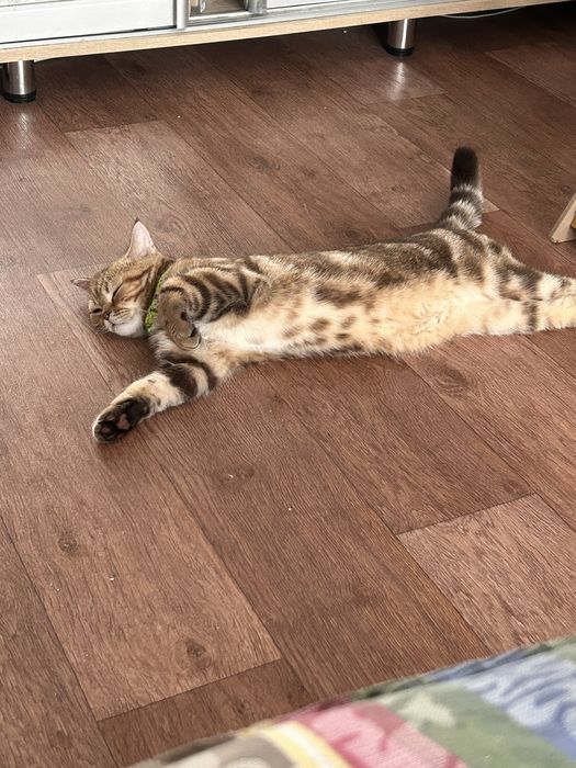 Шотландский кот в добрые руки