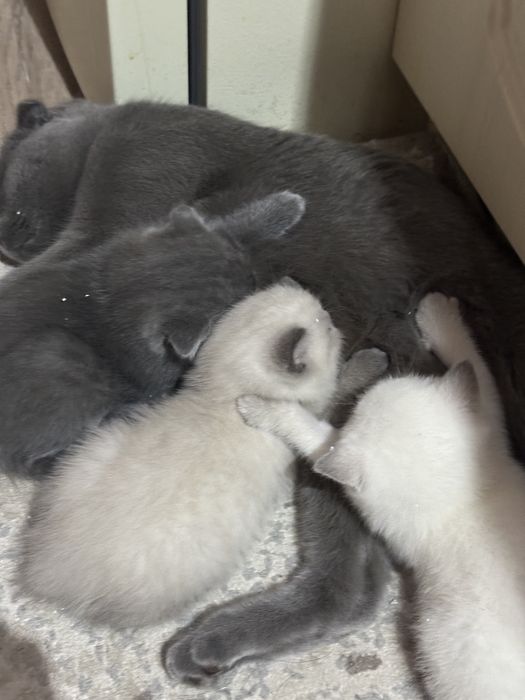 Продам котят шотландцев