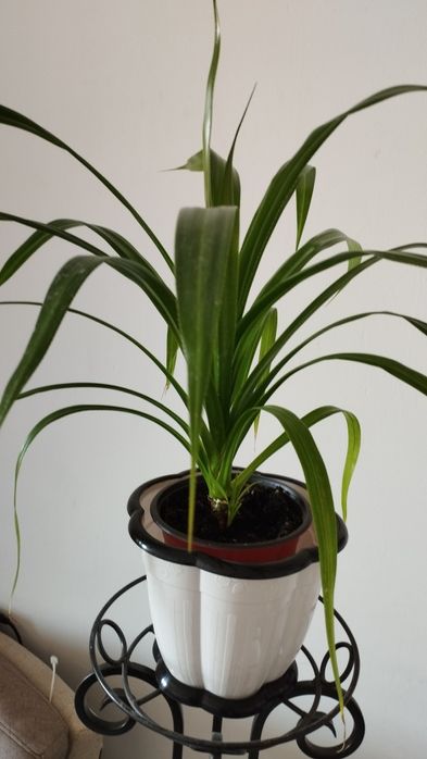 Экзотический панданус