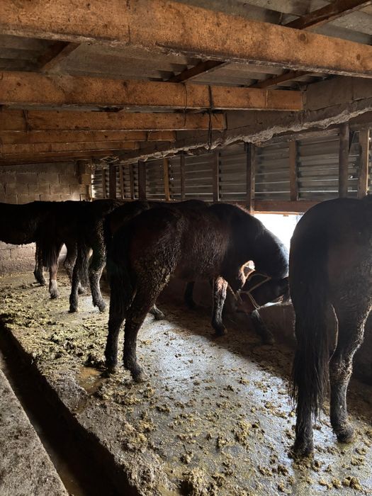 Семыз жылкылар сатылады