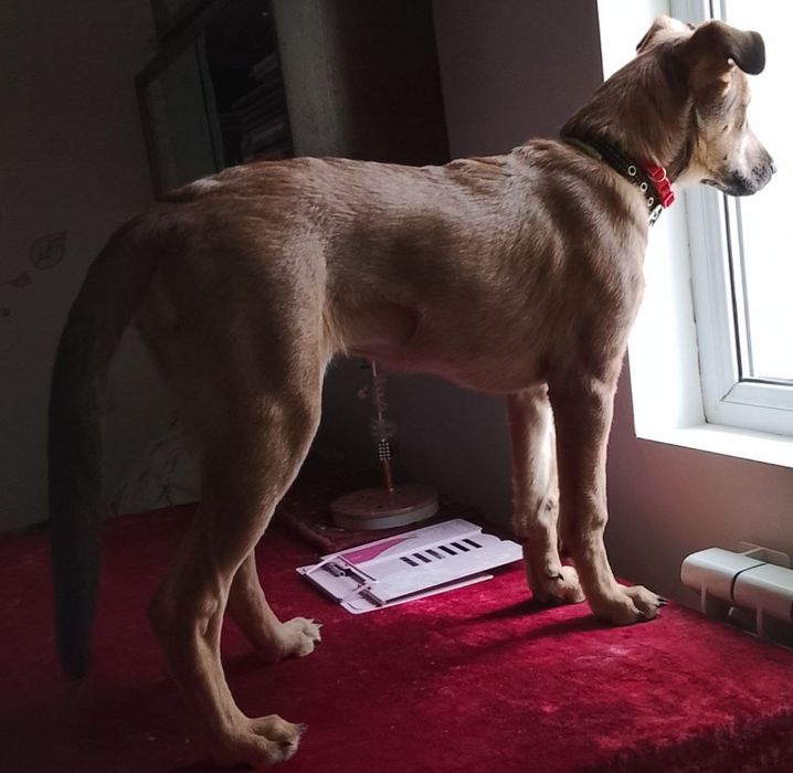 Щенок меленуа 4 месяца отдадим в добрые руки