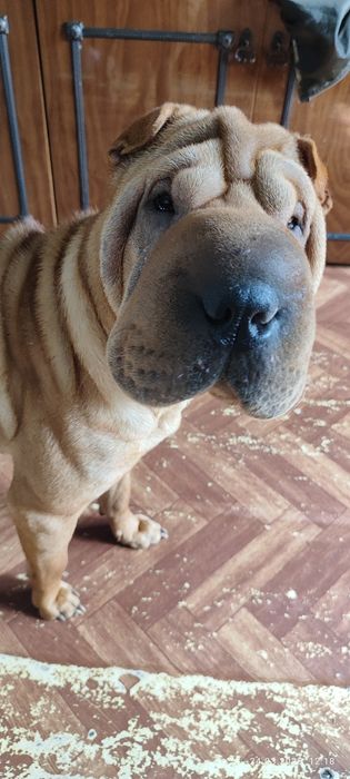 Ищем жениха для нашей девочки