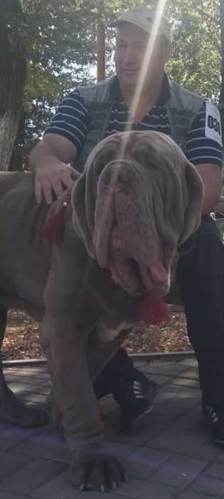 Мастино наполетано