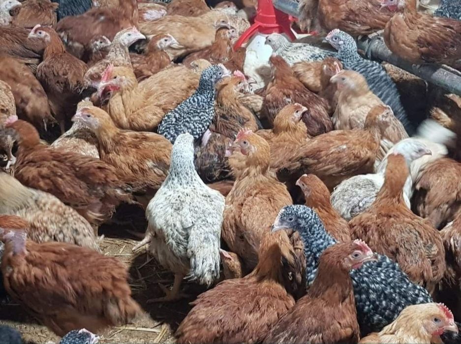 PUI alb PUI rasa mixta livrare gratuita