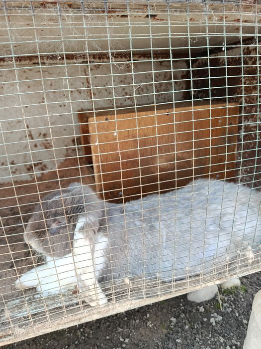 Крольчиха парода баран с детишками