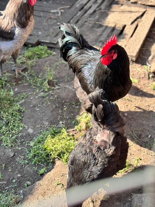 Oua si pui jersey giant