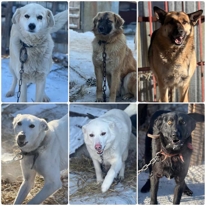 Собаки в хорошие руки