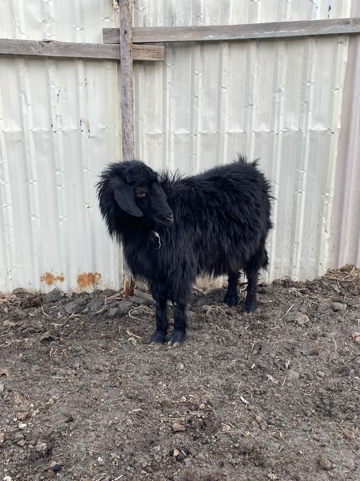 Ечки зотдор сотилади тезда арзонрок