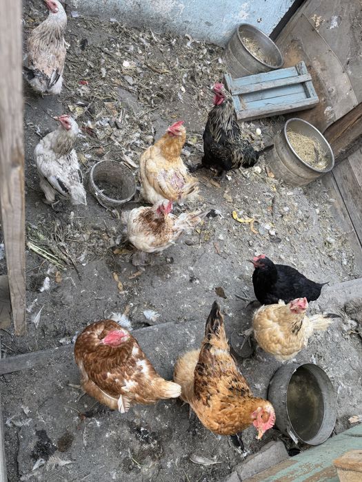 Продам домашние куры