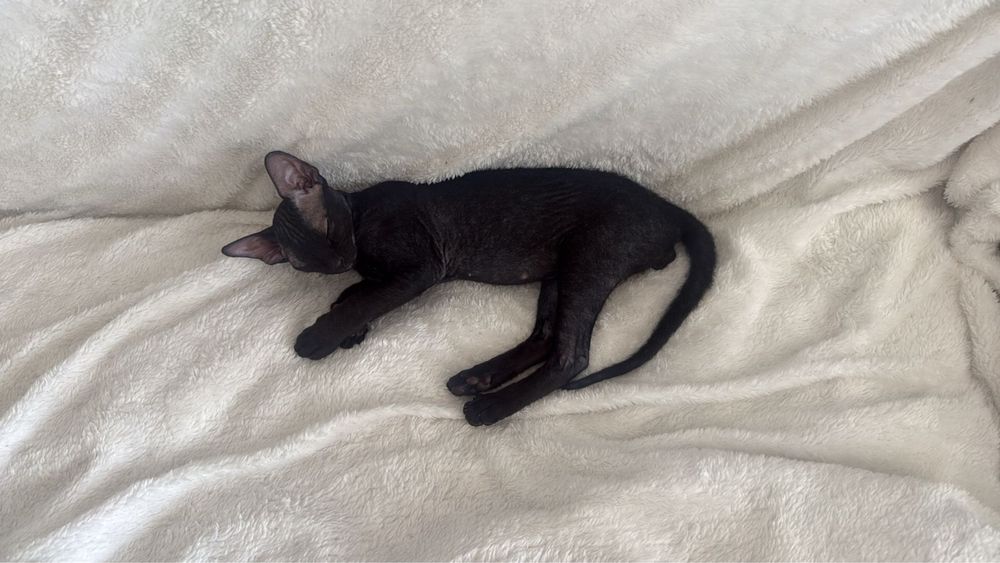 Сфинкс котенок велюровый