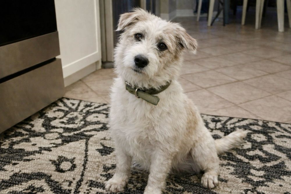 Собака Майя — идеальный характер