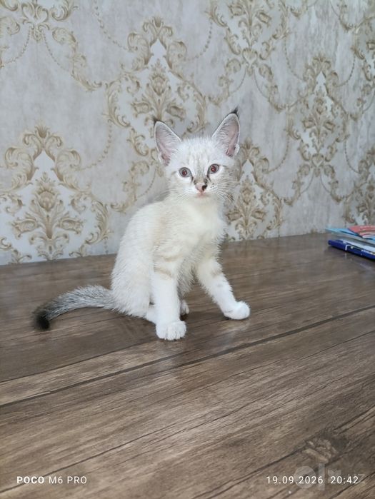 Тайский мушук сотилади