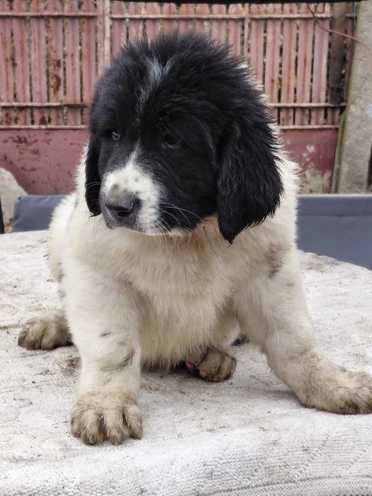 Ciobanesc Romanesc de Bucovina