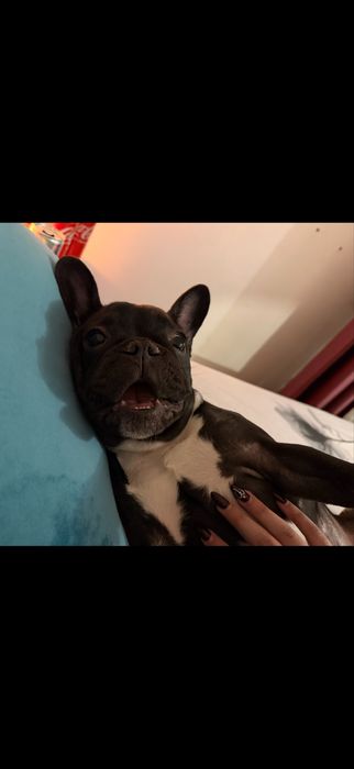Bulldog francez