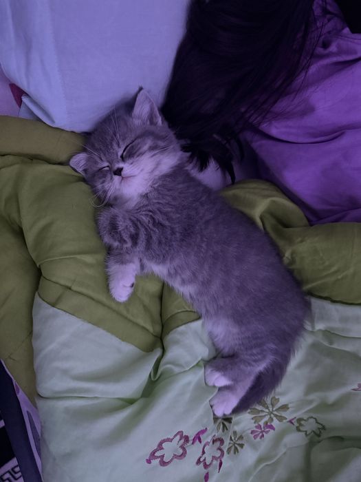 Скоттиш  Страйт девочка